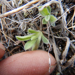 Aster alpinus vierhapperi
