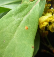 Puccinia graminis