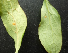 Puccinia graminis