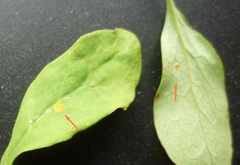 Puccinia graminis