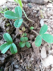 Potentilla montana