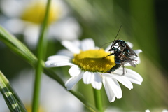Oedemera nobilis