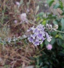 Anarrhinum