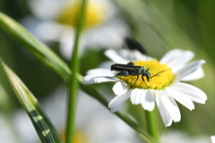 Oedemera nobilis