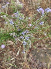 Anarrhinum