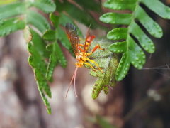 Neotheronia bicincta