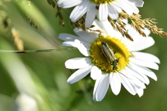 Oedemera nobilis