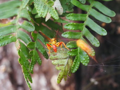 Neotheronia bicincta
