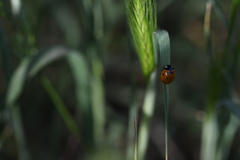 Coccinella septempunctata