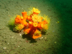 Dendrophyllia arbuscula
