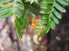 Neotheronia bicincta