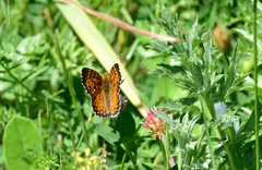 Melitaea aetherie