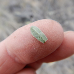 Aster alpinus vierhapperi