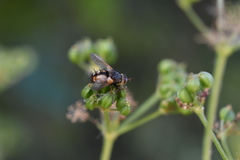 Tachina fera