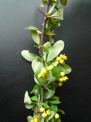 Berberis canadensis