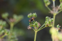 Tachina fera