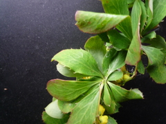 Berberis canadensis