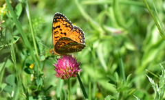 Melitaea aetherie