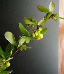 Berberis canadensis