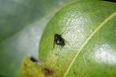 Brachycera