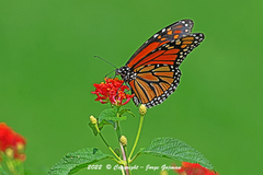 Danaus plexippus plexippus