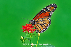 Danaus plexippus plexippus