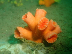 Cladopsammia eguchii