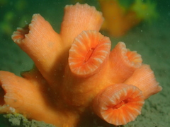 Cladopsammia eguchii