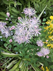 Thalictrum aquilegiifolium