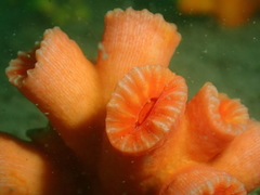 Cladopsammia eguchii