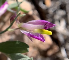 Rhinotropis subspinosa