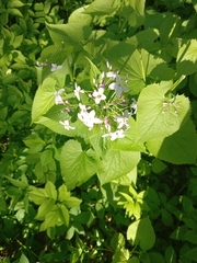 Lunaria rediviva