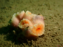 Cladopsammia eguchii