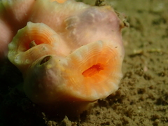 Cladopsammia eguchii