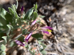 Rhinotropis subspinosa