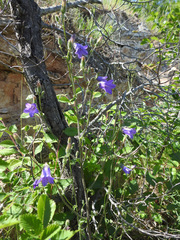 Campanula sibirica