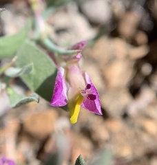 Rhinotropis subspinosa