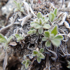 Aster alpinus vierhapperi