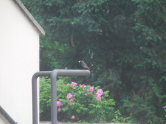 Phoenicurus ochruros