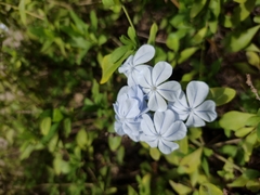Plumbago auriculata