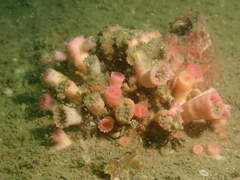 Cladopsammia eguchii