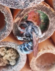 Osmia caerulescens