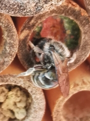 Osmia caerulescens