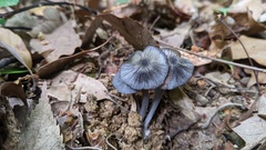 Entoloma