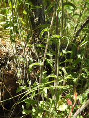 Campanula sibirica