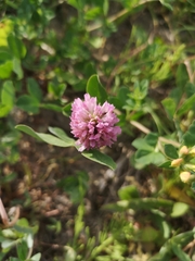 Trifolium pratense