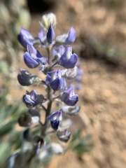 Lupinus nevadensis