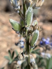 Lupinus nevadensis
