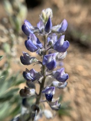 Lupinus nevadensis