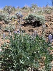 Lupinus nevadensis